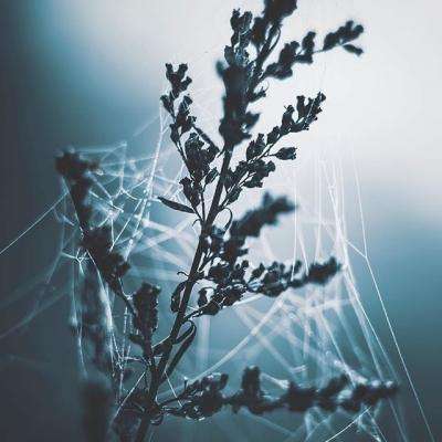少年歌行永久百抽bt版下载